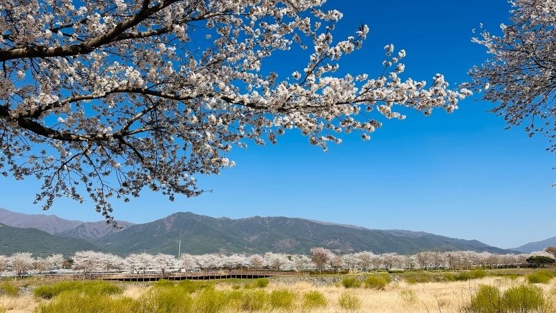 벚꽃축제 / 전라도 벚꽃축제 BEST 5/ 벚꽃명소