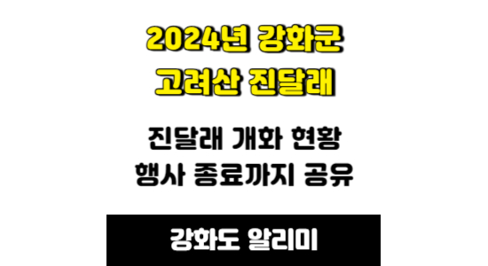 2024년 강화군 고려산 진달래 개화 현황