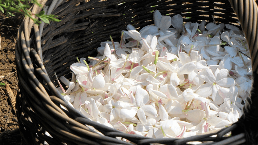 자스민과 자스민 차 사진 - 8