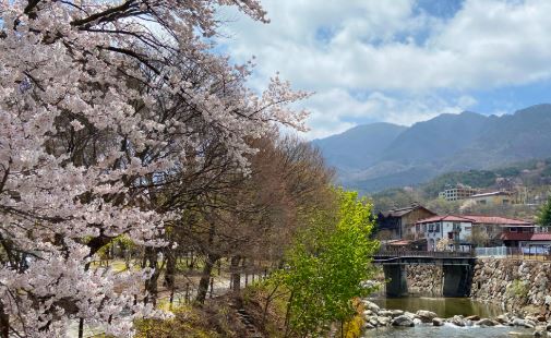 무주 벚꽃