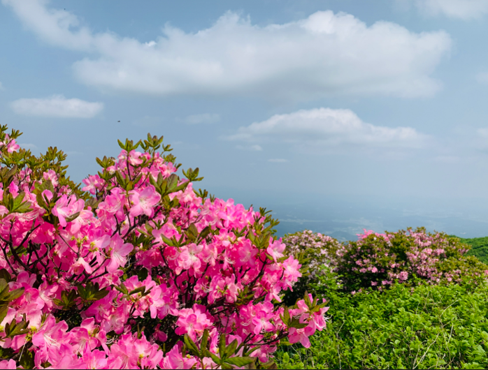 [4월 봄꽃 축제]제3회 영인산 철쭉제❘기간, 일정, 프로그램, 철쭉 개화 상황정리