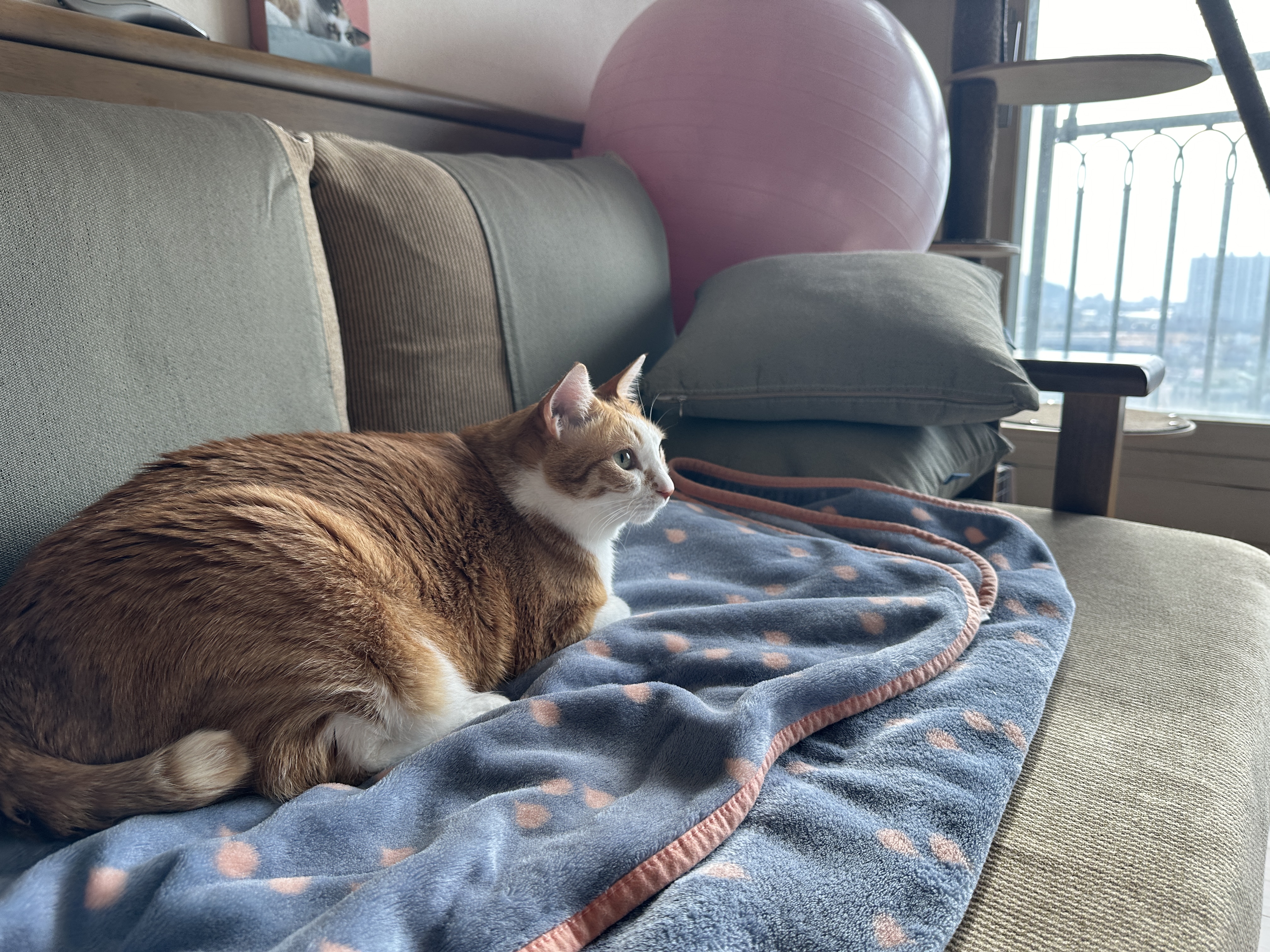 소파에서_TV_시청중인_치즈냥이_호야