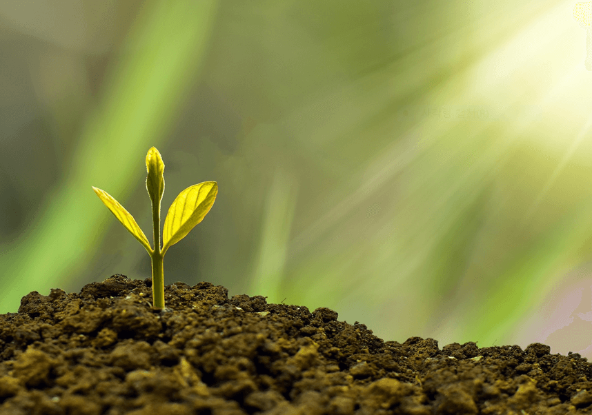 2025년 민생회복 소비쿠폰 (네이버페이로 신청하기)