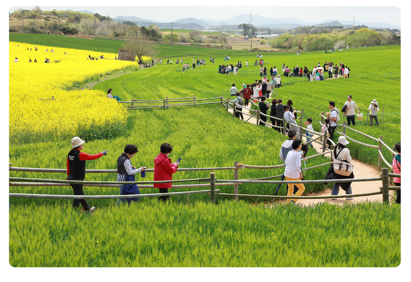 고창 청보리밭 축제