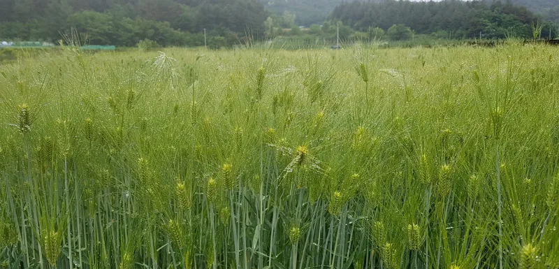 거창 수승대 둘레길