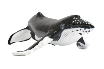 혹등고래
혹등고래