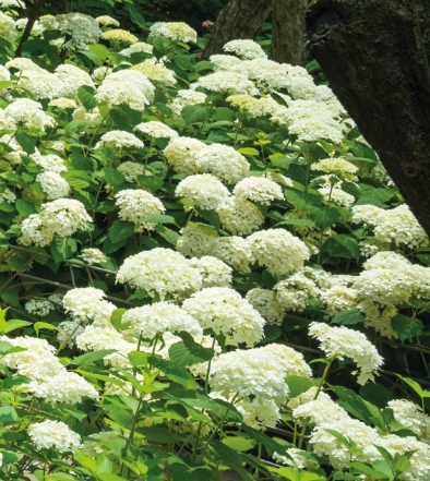 화담숲 수국 축제