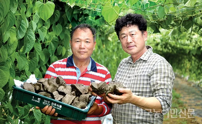 마 재배 지지대 설치 덩이 비대 관리 수확 요령_8