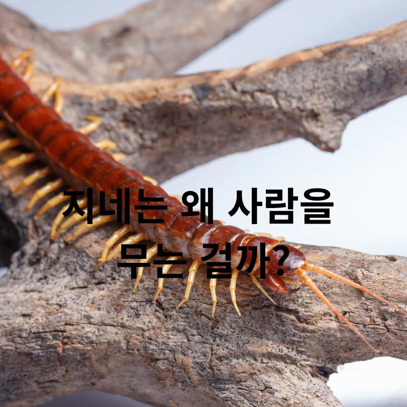 지네에 물리면 증상부터 치료까지, 꼭 알아야 할 응급 대처법