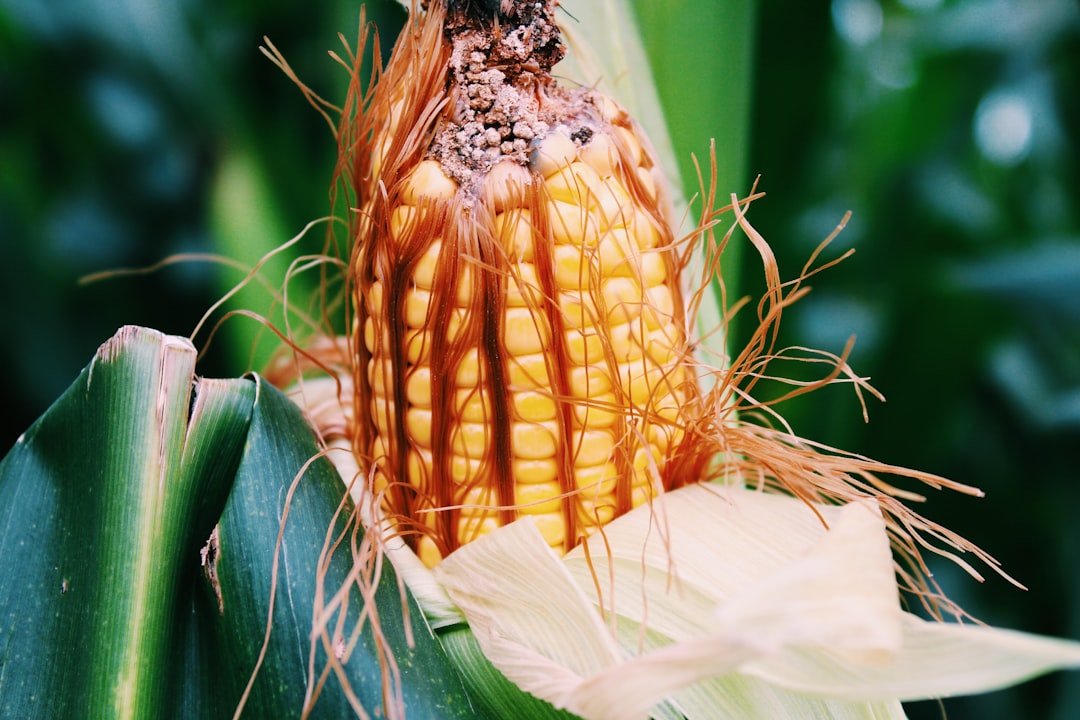 'corn'