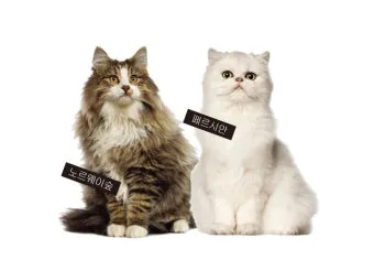 고양이 수명 평균 품종별 집고양이_9