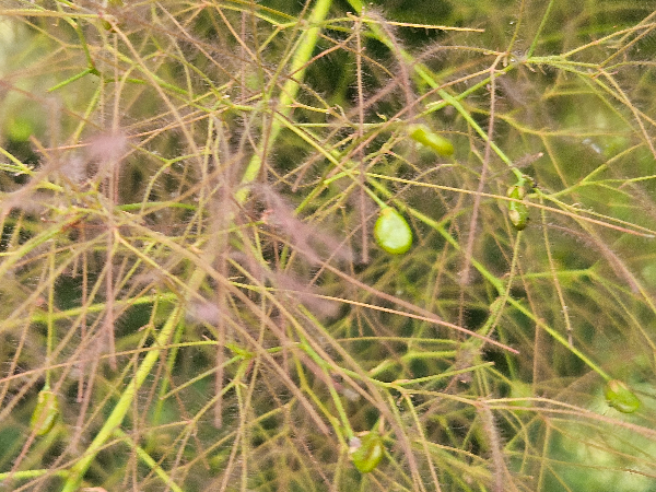 안개나무 꽃과 열매