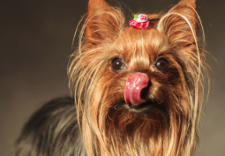 개 입주위가 빨갛다