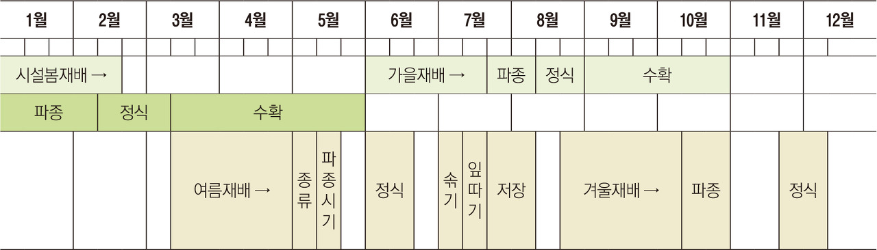 상추재배시기