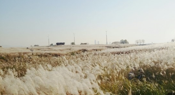 서울 하늘공원 억새길