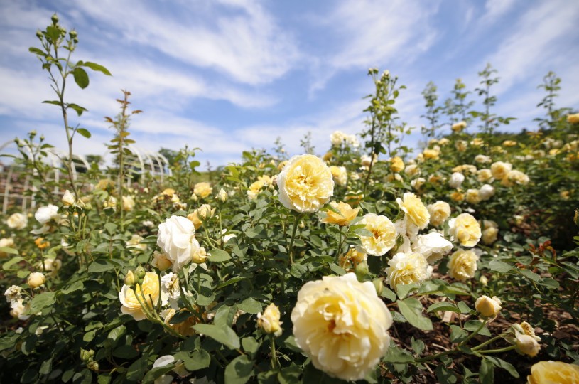 전북 임실치즈테마파크