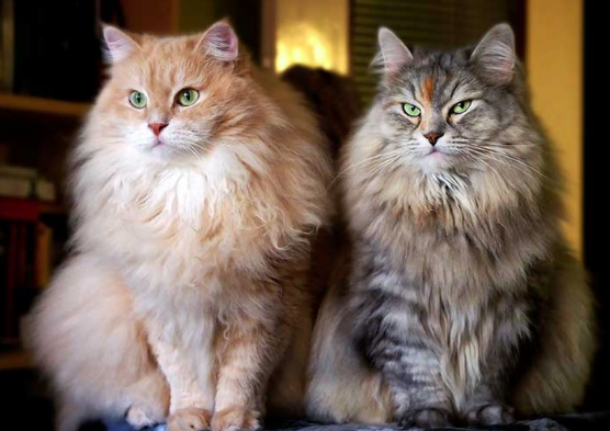 사이베리안 포레스트 캣의 이미지