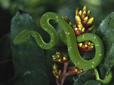 뱀꿈 로또 당첨 의미 꿈해몽 해석