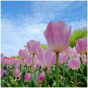 안산벚꽃길