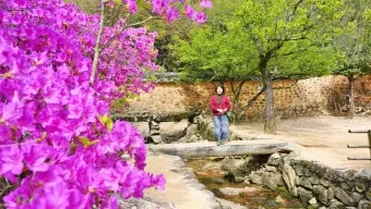 소쇄원 봄 앵두나무꽃 산수유 해당화 개화_8