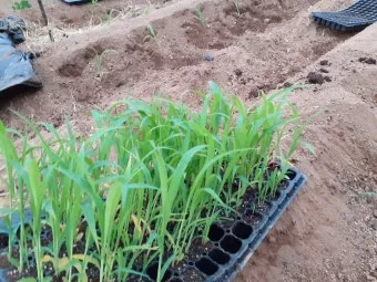 수수 재배 이삭 관리 쓰러짐 방지 건조 수확_6