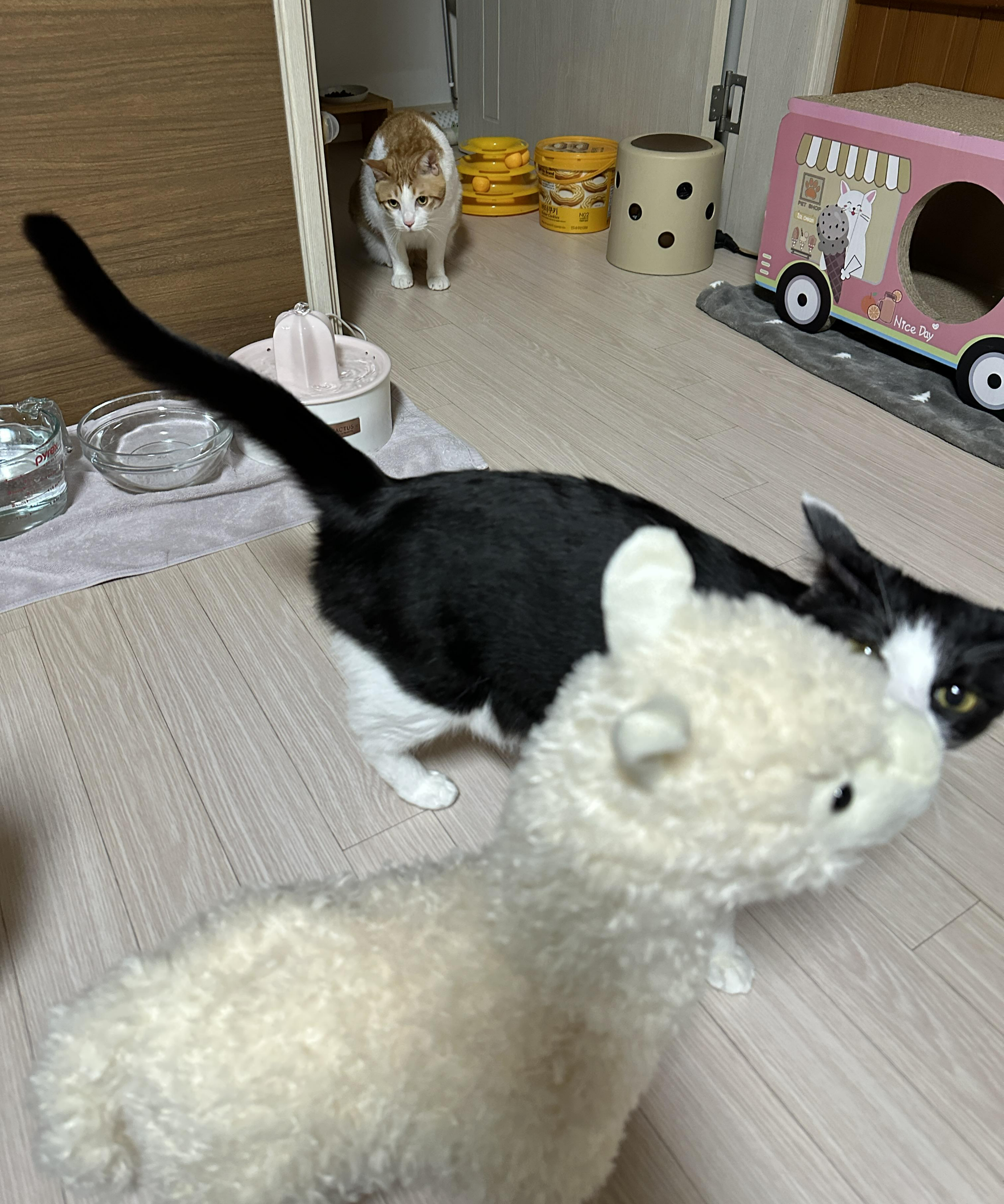 귀여운-라마-친구를-데려왔더니-고양이들-반응이..-(feat.-라마-친구의-아홉냥이네-입성기)