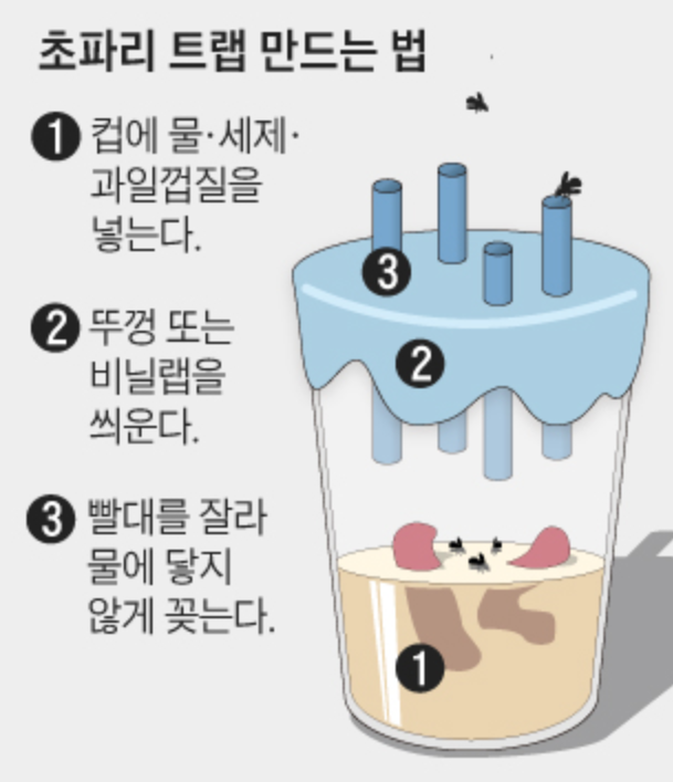 초파리-없애는-방법-관련-사진