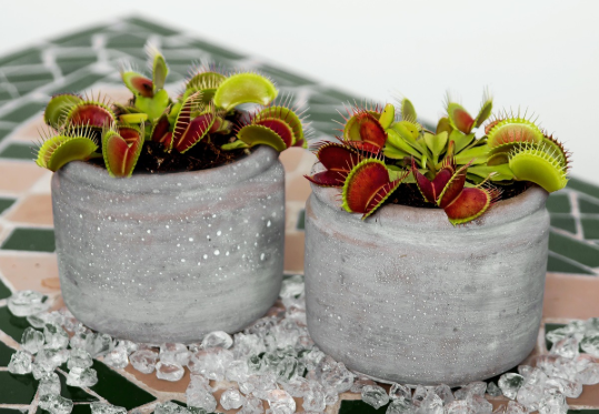 파리지옥을 닮은 인공세포의 먹이 반응: 식충식물에서 배우는 생명체의 지능