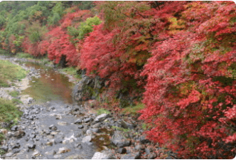 태백시 철암 단풍군락지