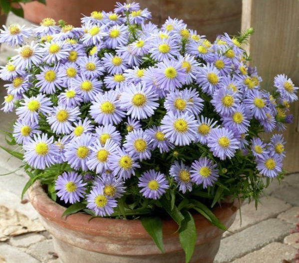 가을에 피는 꽃 종류 구절초