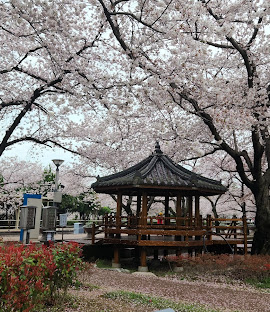 경주 벚꽃 축제