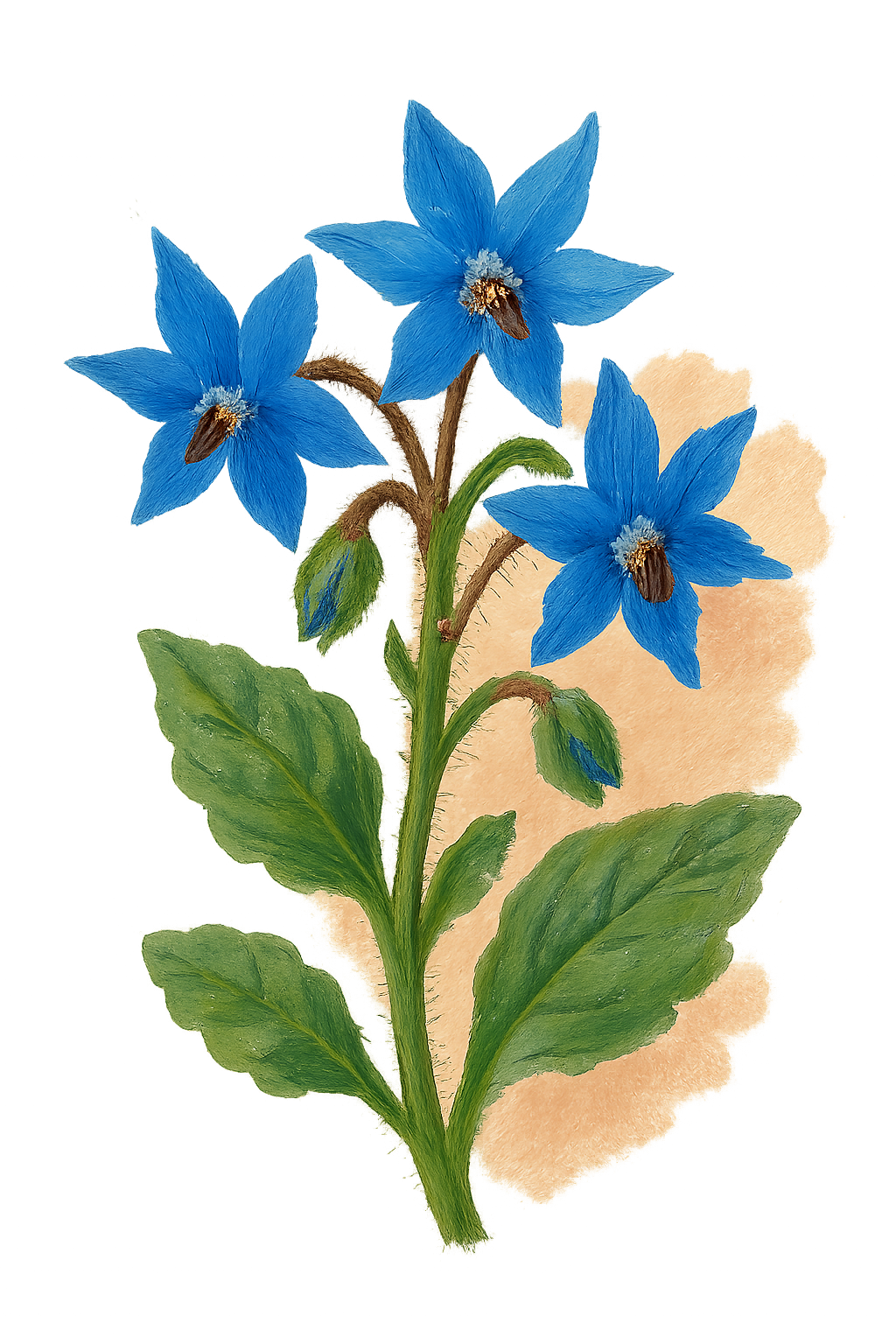 보라지유-효능-내돈내산-복용방법-부작용-추천-비교