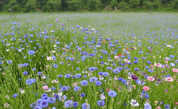 고령 어북실 수레국화 명소, 인생샷 명당과 개화시기 총정리!
