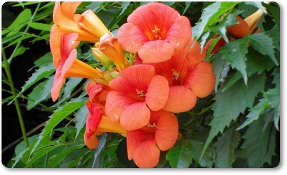 아름다운 꽃의 매력 능소화 꽃말/특성/재배법/활용법/관광 명소