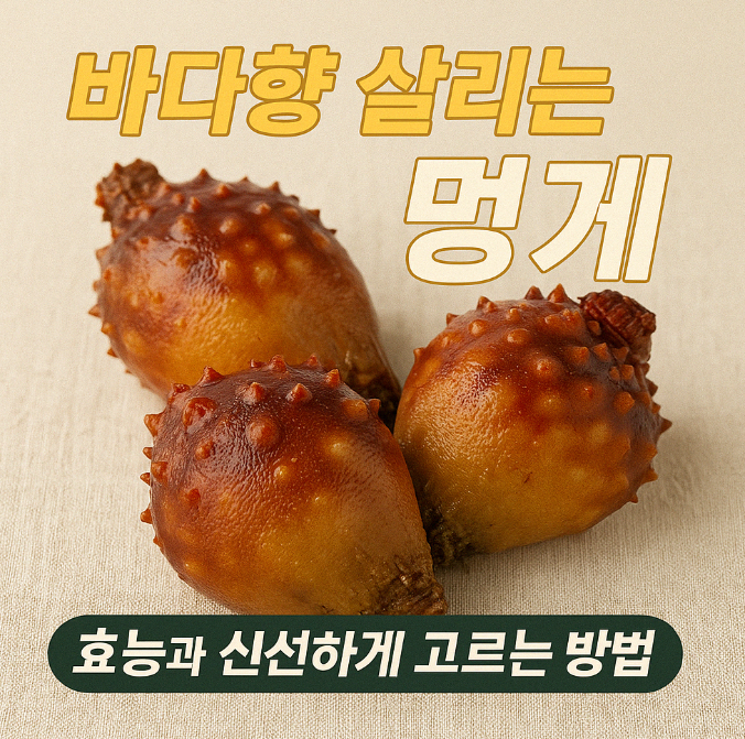 바다향-살리는-멍게-효능에-대한-이미지