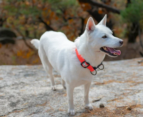 진돗개 입양 까다로울까? 성격, 수명, 특성 총정리