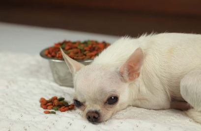 밥을 먹지 않는 개.