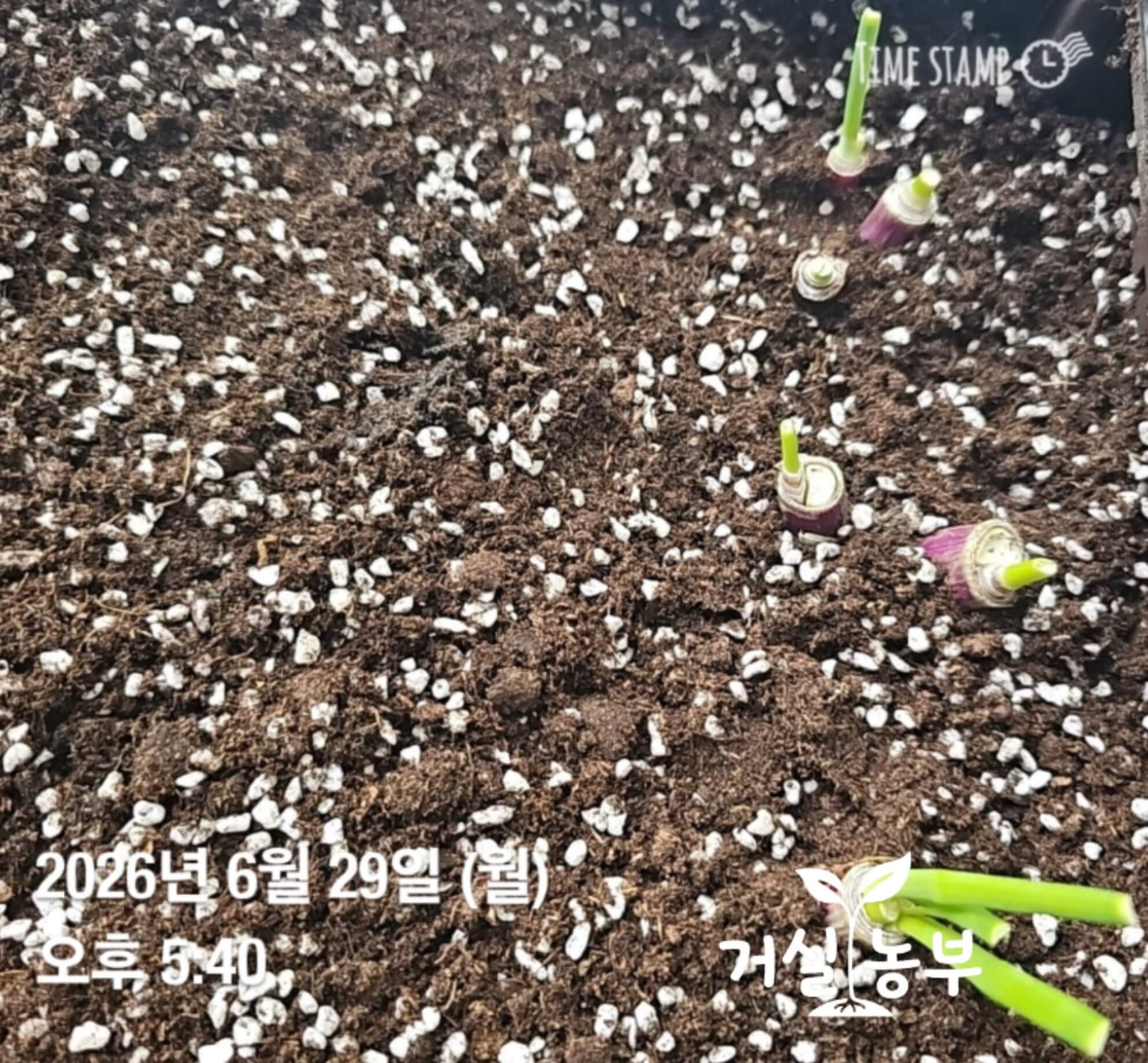 베란다 화분 흙에 다시 심어 키우기 시작한 대파