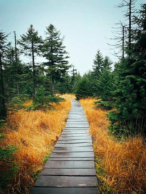 파로효소 효능부터 부작용까지, 다이어트 전 꼭 읽어보고 선택하세요