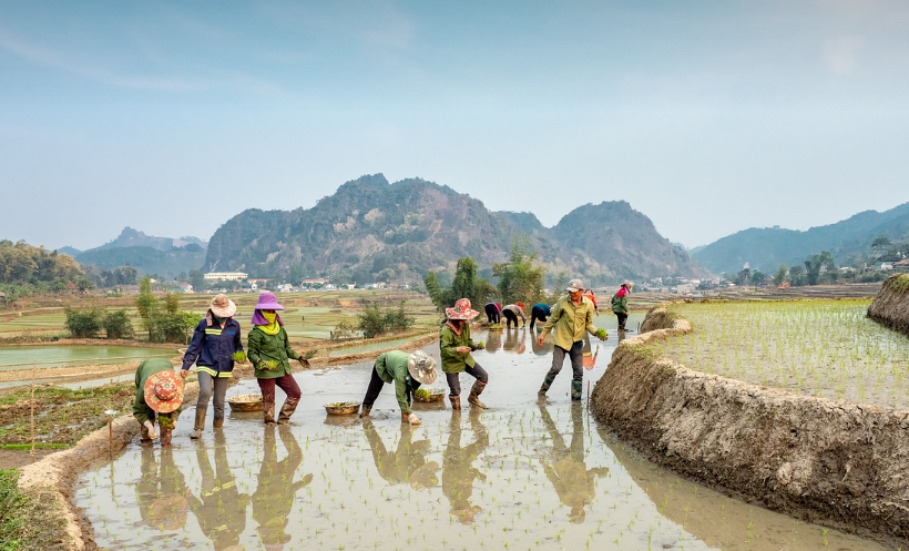 전통 속 노동 교환 문화인 함께 모내기 하는 모습