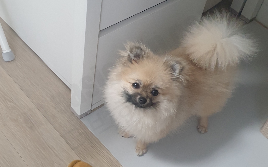 8개월 세이블 포메라니안