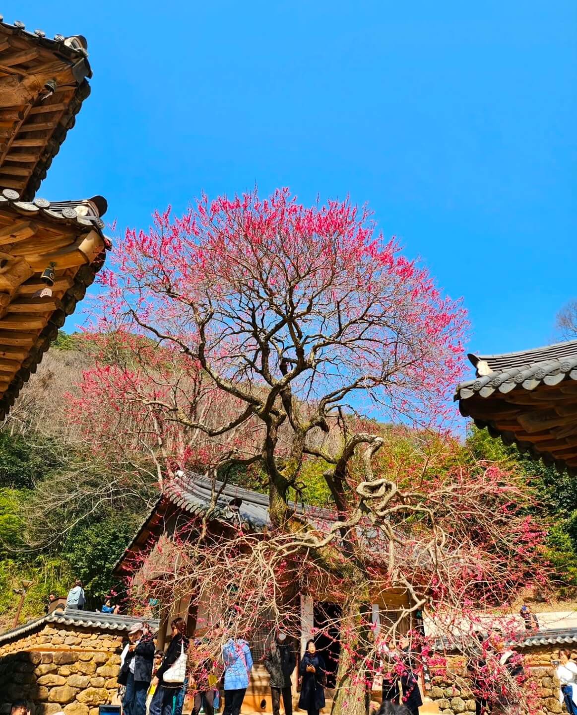 광양 매화축제기간