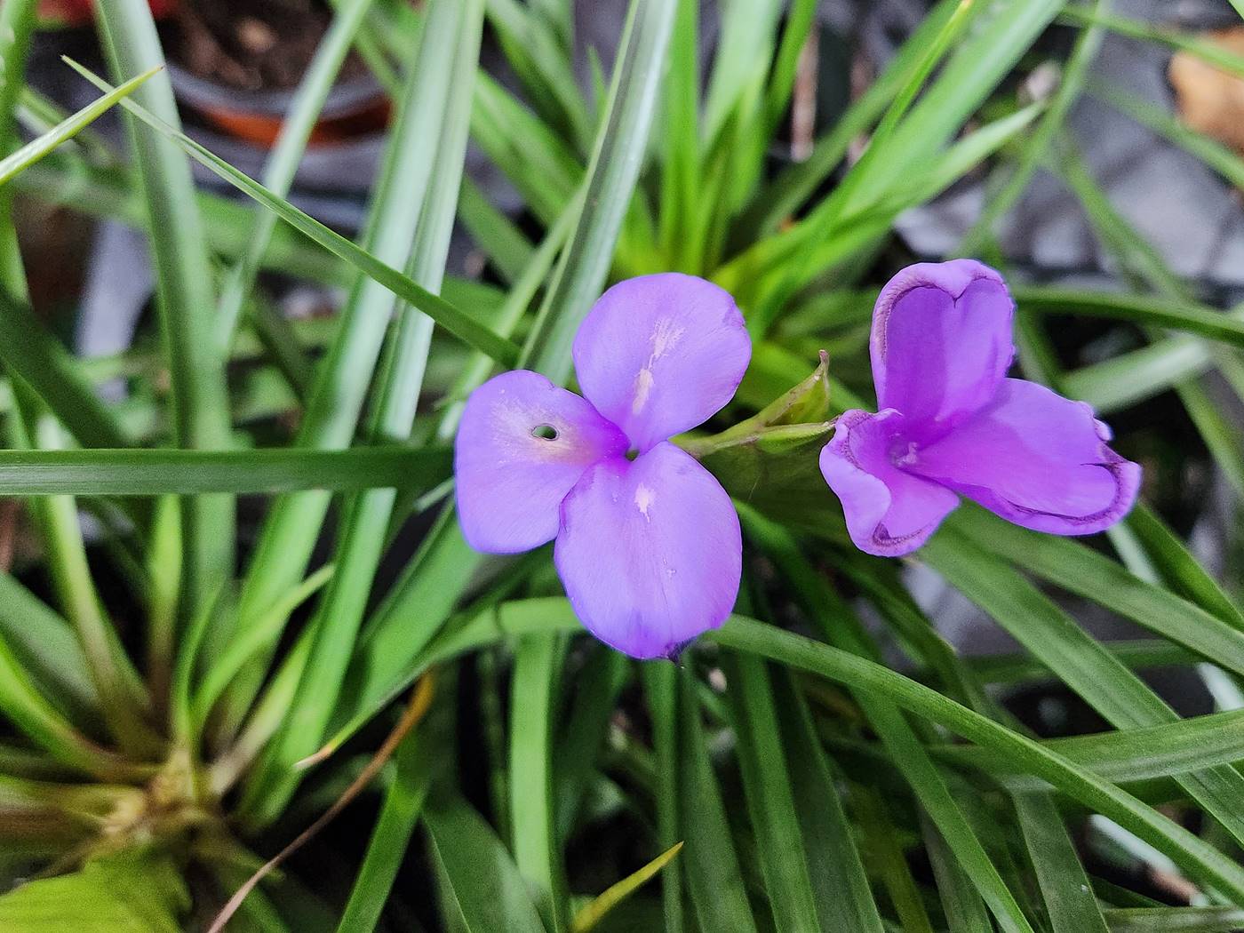 틸란드시아 사이아네아 Tillandsia Cyanea
