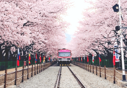 2023 진해군항제 벚꽃축제