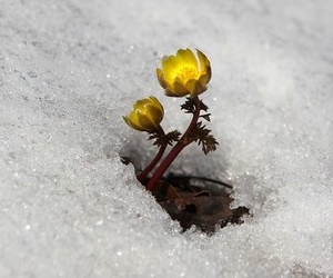 눈 속에서도 피는 복수초