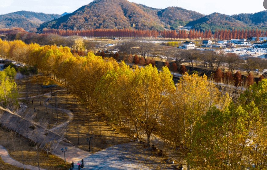 관방제림 나무들