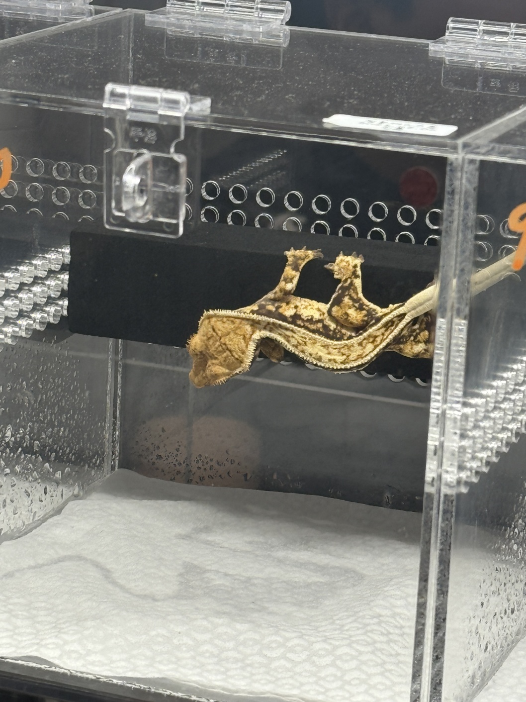 2025 관상어파충류박람회송도컨벤시아파충류사진