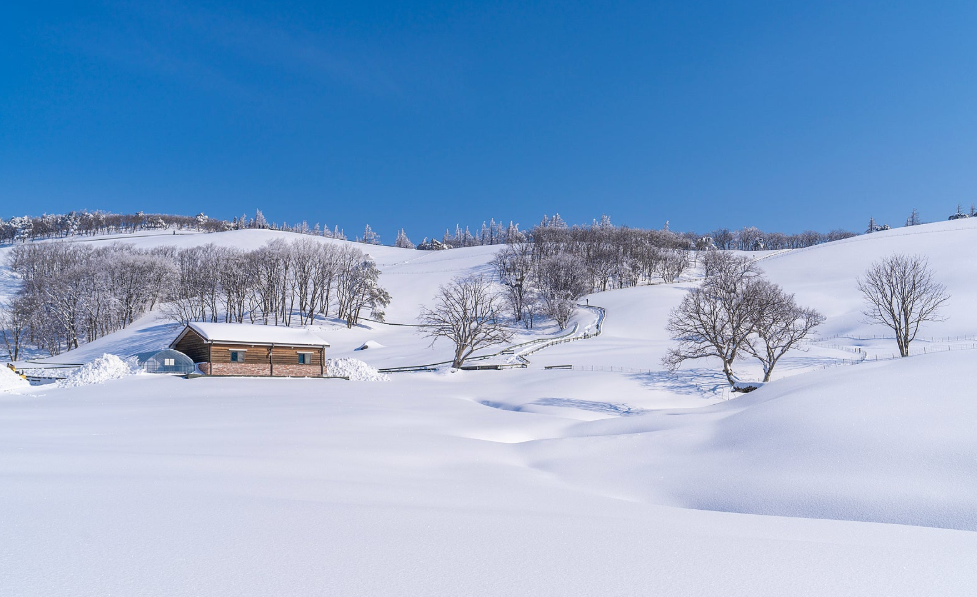 대관령 양떼목장 겨울