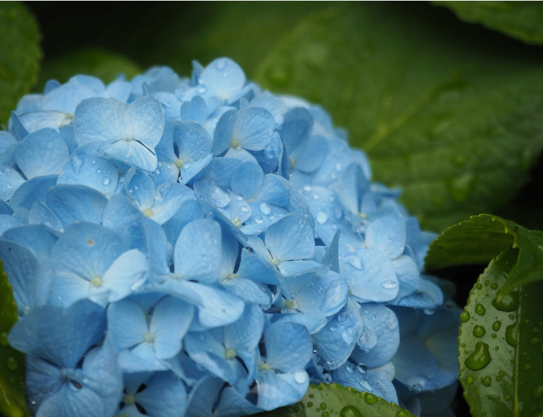 장마 시작 남부지방