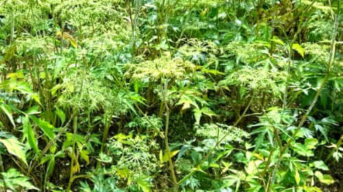 당귀꽃-일당귀-개화시기-참당귀-개화시기-비대-조기-추대현상